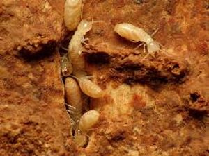 uploads/images/pest/pumkin termites.jpg